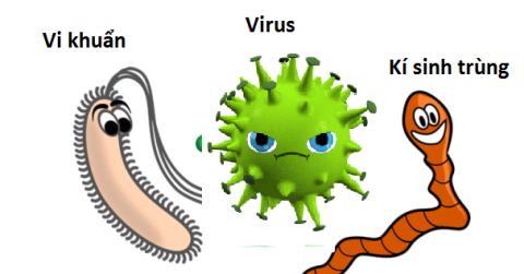 Phân biệt vi khuẩn - virus - ký sinh trùng