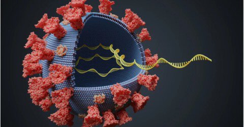 Coronavirus: Thế nào là Đột biến, Biến thể và Chủng mới?