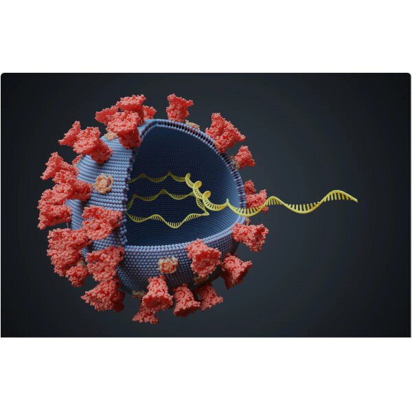 Coronavirus: Thế nào là Đột biến, Biến thể và Chủng mới?